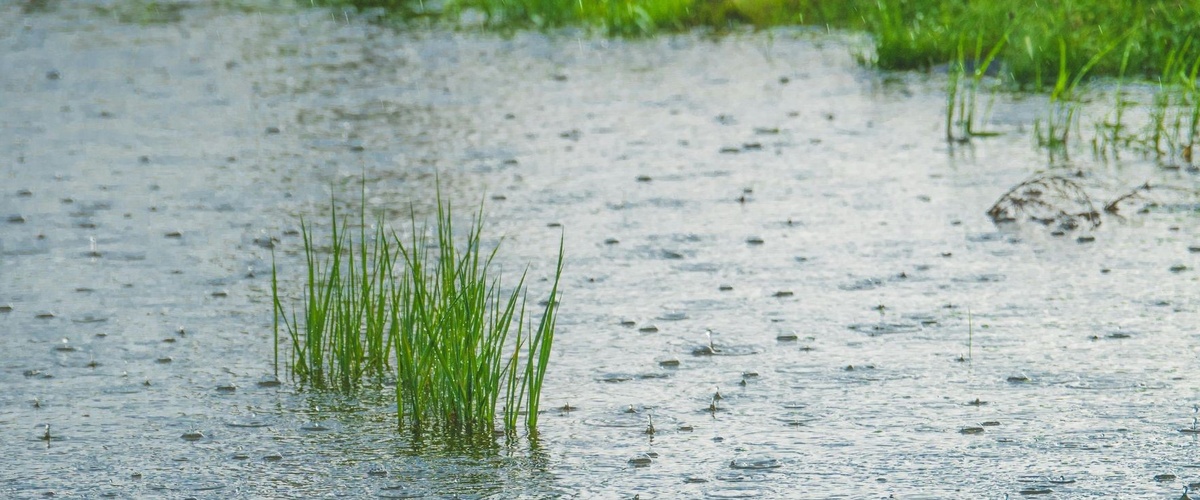 Rapport annuel sur le rendement du r&eacute;seau d'eaux pluviales (CLI)