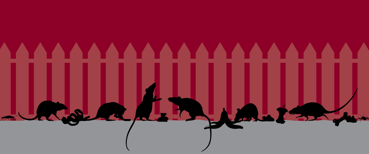 Rats
