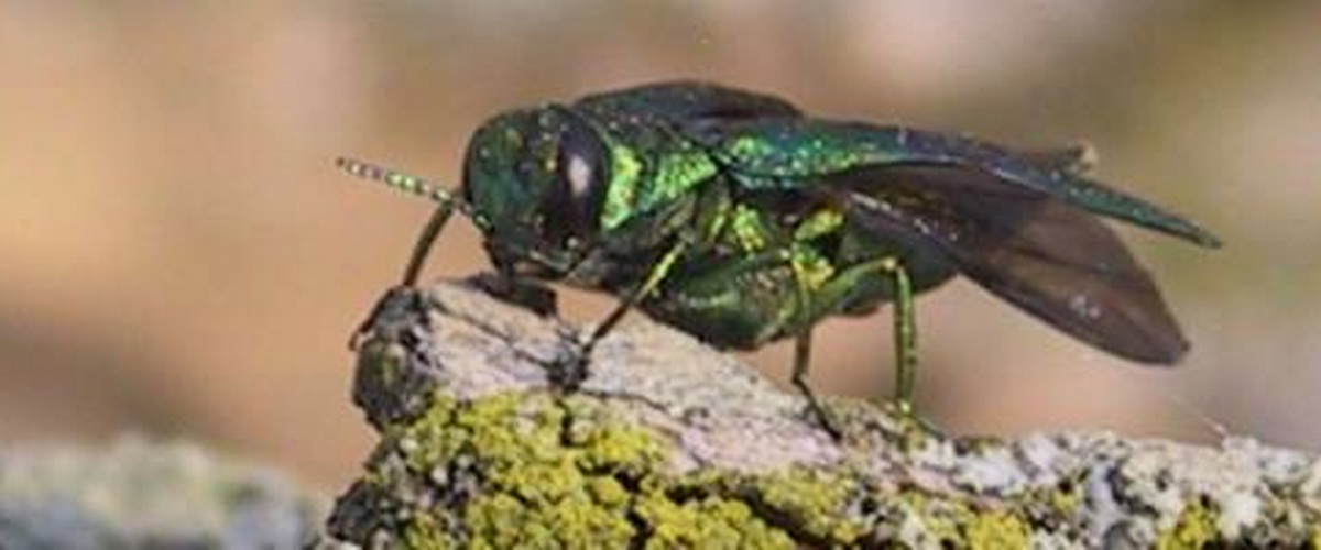 Comment détecter la présence de l'agrile du frêne
